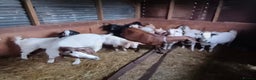 Goats livestock for sale: Sanaen Cross Boar Goats - Advert 1