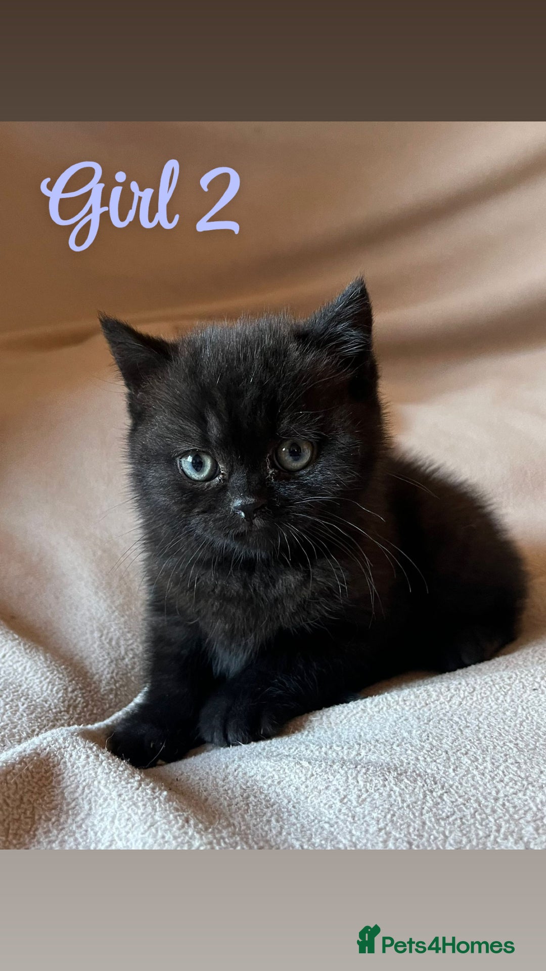 Mixed Breed cats for sale: British Shorthair x Kittens Ready To Leave 🩷🩷 - Advert 7