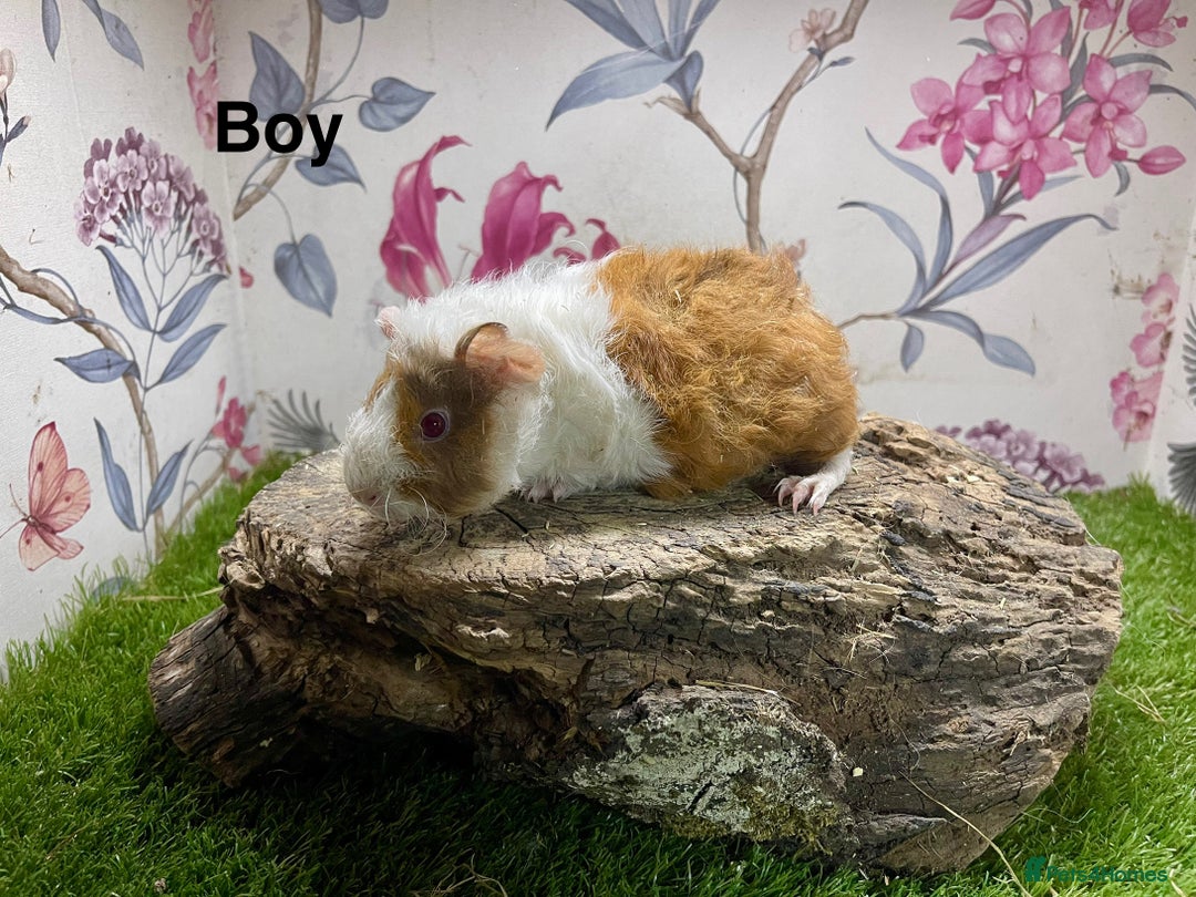 Guinea Pig rodents for sale: Male and female baby guinea pigs  - Image 6