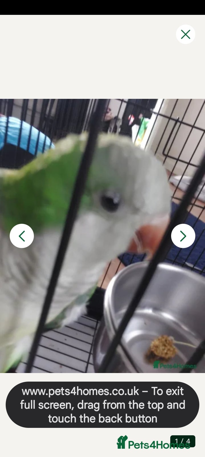 Parakeets birds Quaker parrot - Advert 11