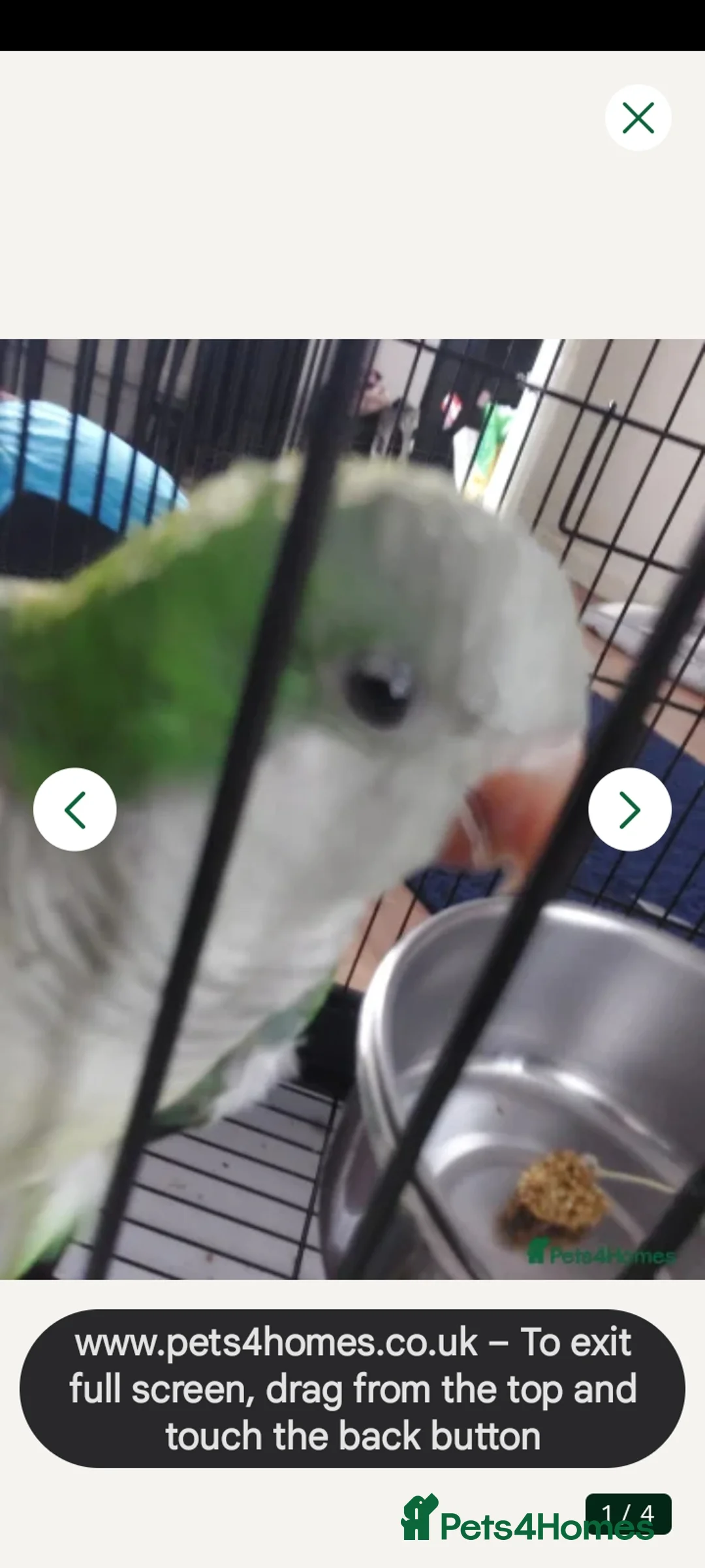 Parakeets birds for sale: Quaker parrot - Advert 1