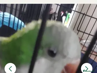 Parakeets birds Quaker parrot - Advert 11