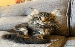 Maine Coon cats for sale: Purebred Maine Coon Male Kittens. Blue,Tabby,Black - Image 1