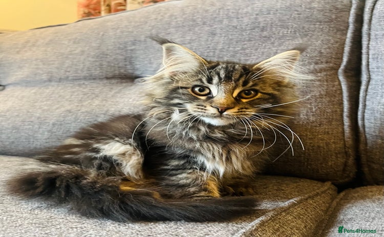 Maine Coon cats - Advert 2