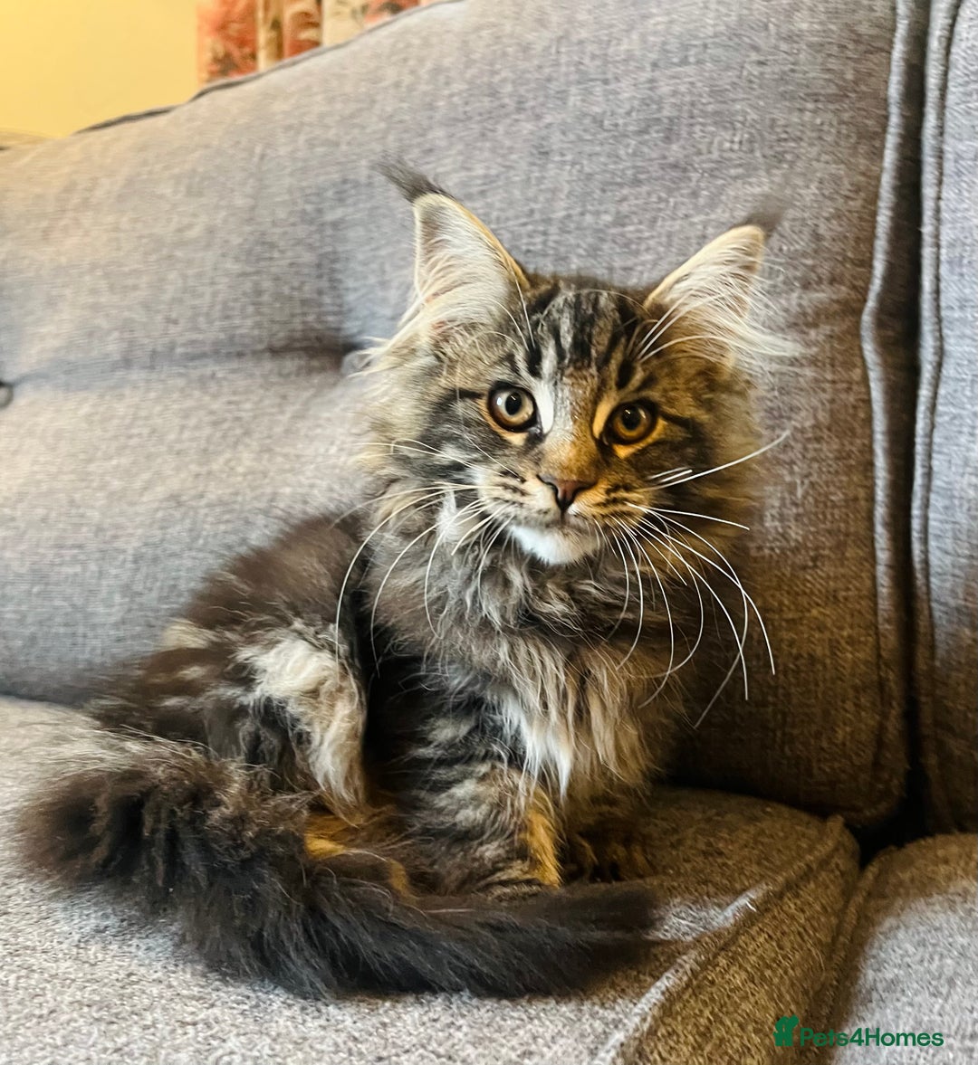 Maine Coon cats for sale: Purebred Maine Coon Male Kittens. Blue,Tabby,Black - Image 1