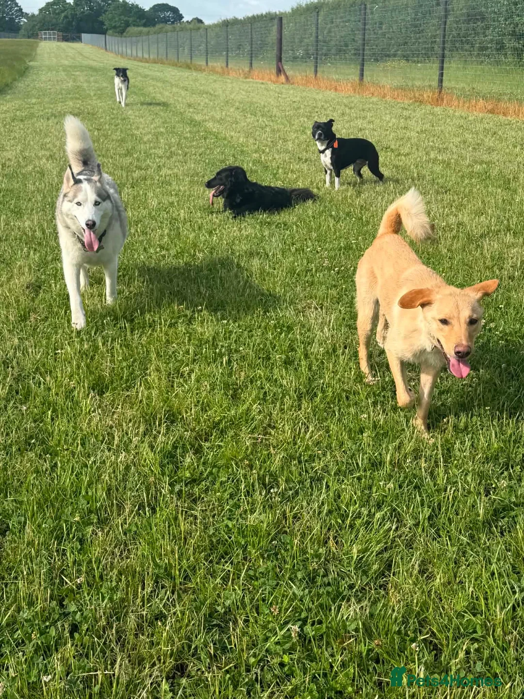Mixed Breed dogs for adoption: CONNIE Your New Best Friend! 🐾 - Advert 9