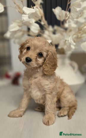 Cavapoo dogs Cavapoo - Advert 1