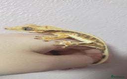 Gecko reptiles for sale: Crested Gecko Gargoyle &  Leachianus Gecko  in Wigston - Image 2