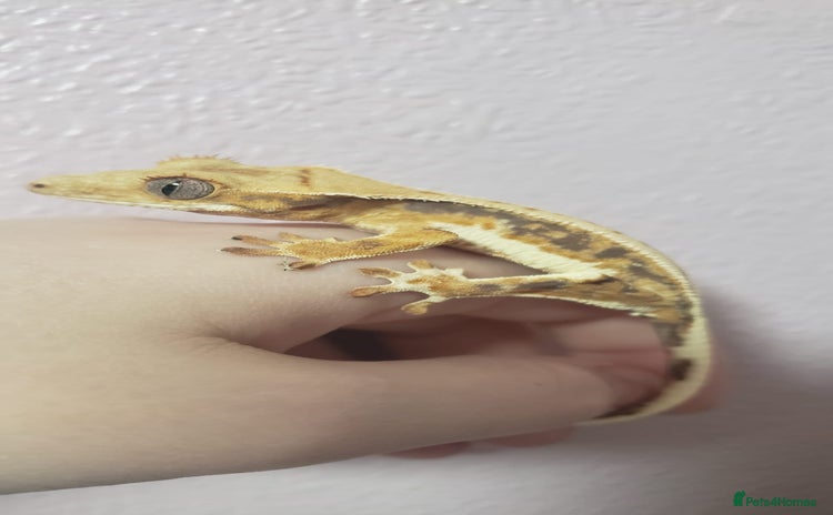 Gecko reptiles in Wigston - Advert 4
