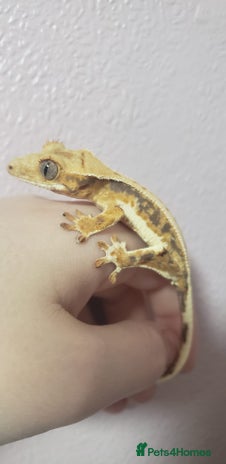 Gecko reptiles for sale in Wigston - Advert 2