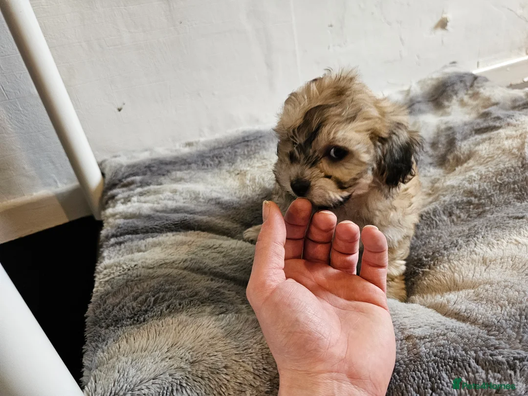 Shihpoo dogs for sale: Beautiful 3rd Generation Shihpoos  - Advert 8