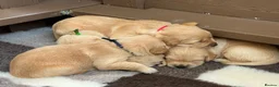 Golden Retriever dogs for sale: Golden Retriever Puppies - Advert 11