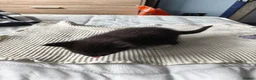 Maine Coon cats for sale: Half Maincoon kittens. Mother is 100% Maincoon  - Advert 18