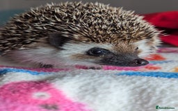 Pygmy Hedgehog rodents for sale: Herbert 6 month old Male Hedgehog/ AVAILABLE  - Image 6