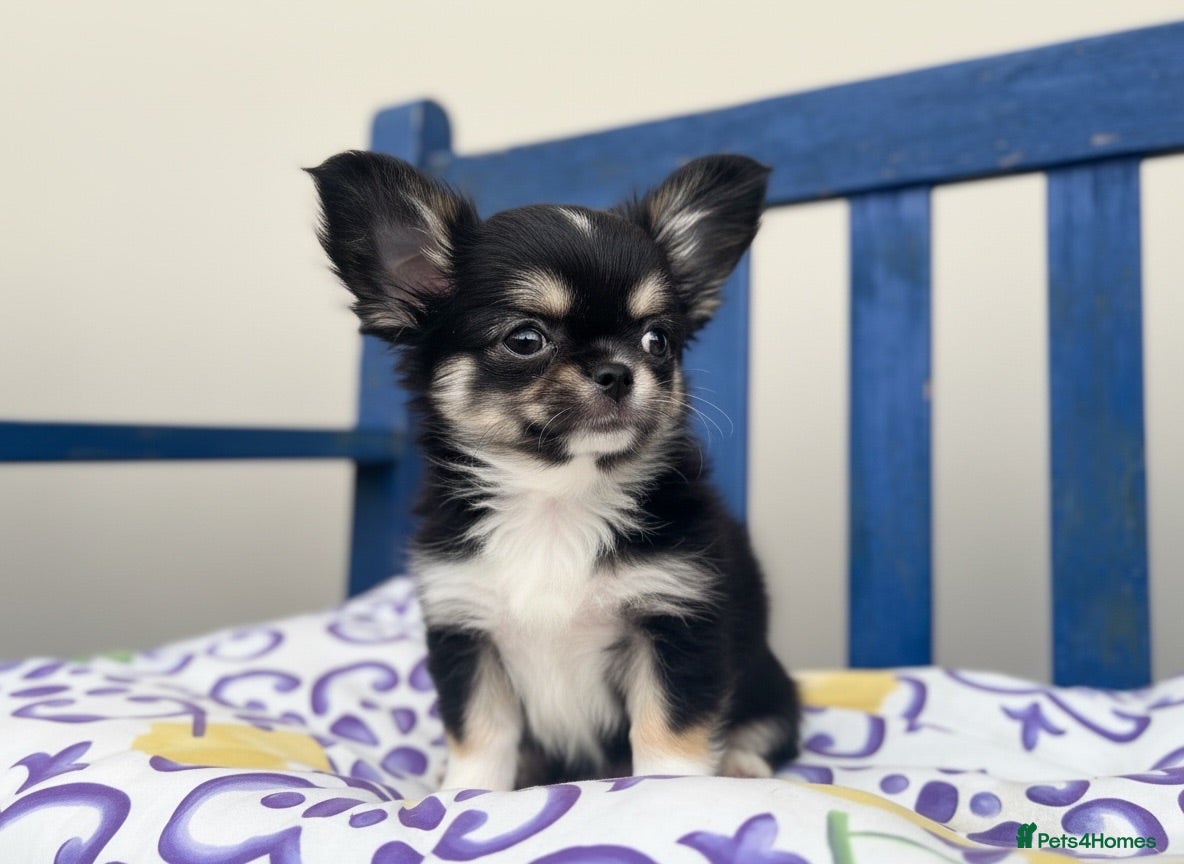 Chihuahua dogs Exquisite long coat chihuahuas (1girl available) - Advert 1