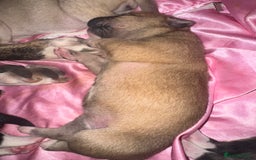 Mixed Breed dogs for sale: Stuffy puppies for sale  - Image 15