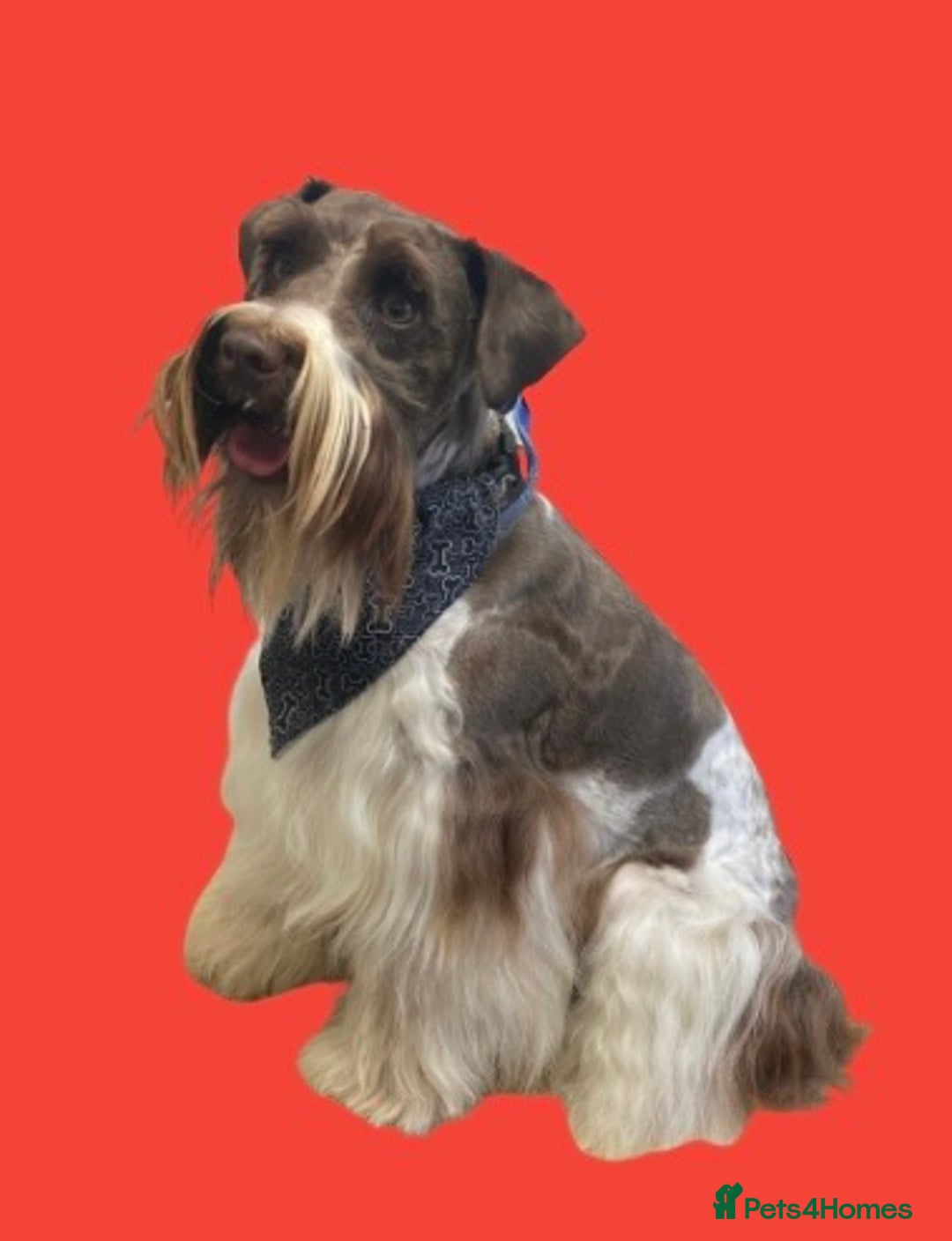 Schnoodle dogs for stud: STUNNING CHOC/WHITE MIN SCHNAUZER AT STUD in Coventry - Image 11