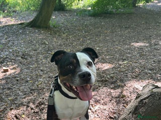 Staffordshire Bull Terrier dogs Gorgeous Soppy Staffy Looking For His Next Home - Advert 1