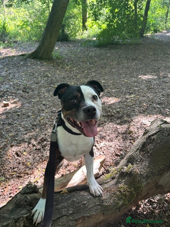 Staffordshire Bull Terrier dogs Gorgeous Soppy Staffy Looking For His Next Home - Advert 2