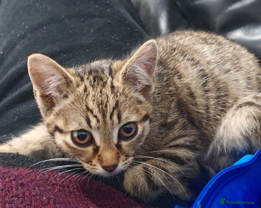 Mixed Breed cats for sale: 🐾 Two Beautiful Male Kittens Available –  –  - Advert 4