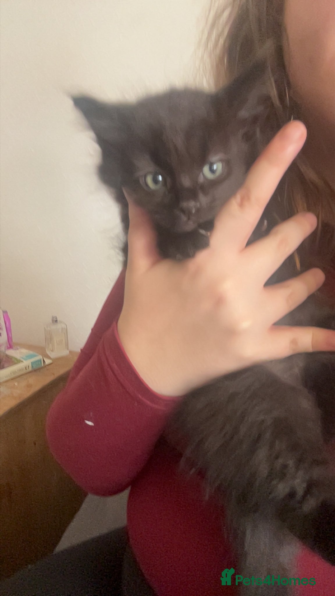 Ragdoll cats for sale: Ragdoll mixed kittens for sale  - Advert 3