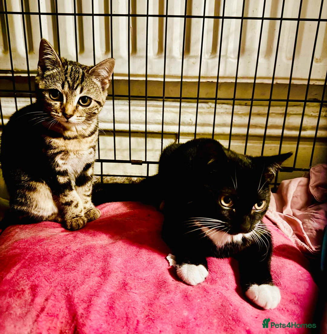 Mixed Breed cats for sale: Elmo and Pixie  in Sutton Coldfield - Advert 5
