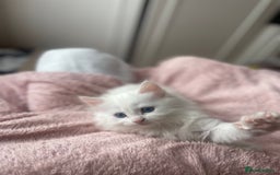 Turkish Angora cats for sale: Gorgeous white fluffy Turkish angora kittens  - Advert 6