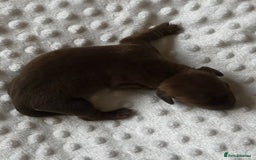 Miniature Dachshund dogs for sale: Miniature Brindle and Dapple Dachshunds  - Image 5