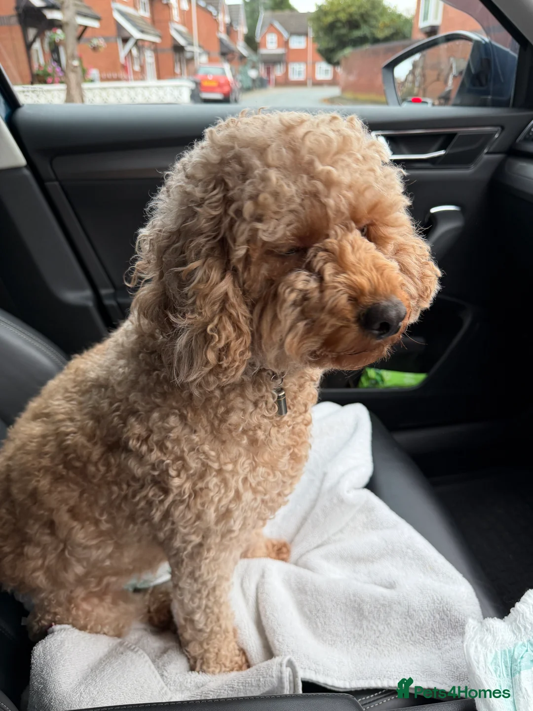 Cockapoo dogs for sale: COCKERPOO GIRLS F2B - Advert 20