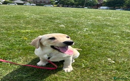 Labrador Retriever dogs for sale: Male- Labrador puppy for sale  - Image 8