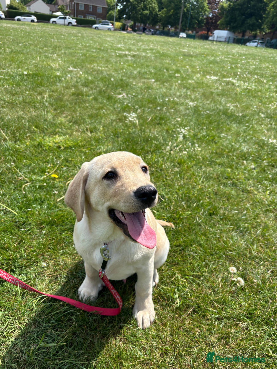 Labrador Retriever dogs for sale: Male- Labrador puppy for sale  - Image 8