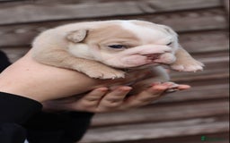English Bulldog dogs for sale: English bulldogs - Image 7