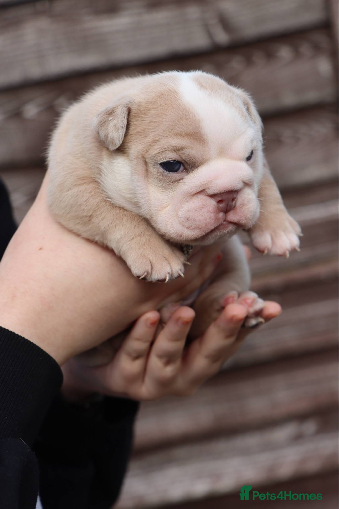 English Bulldog dogs for sale: English bulldogs - Image 7