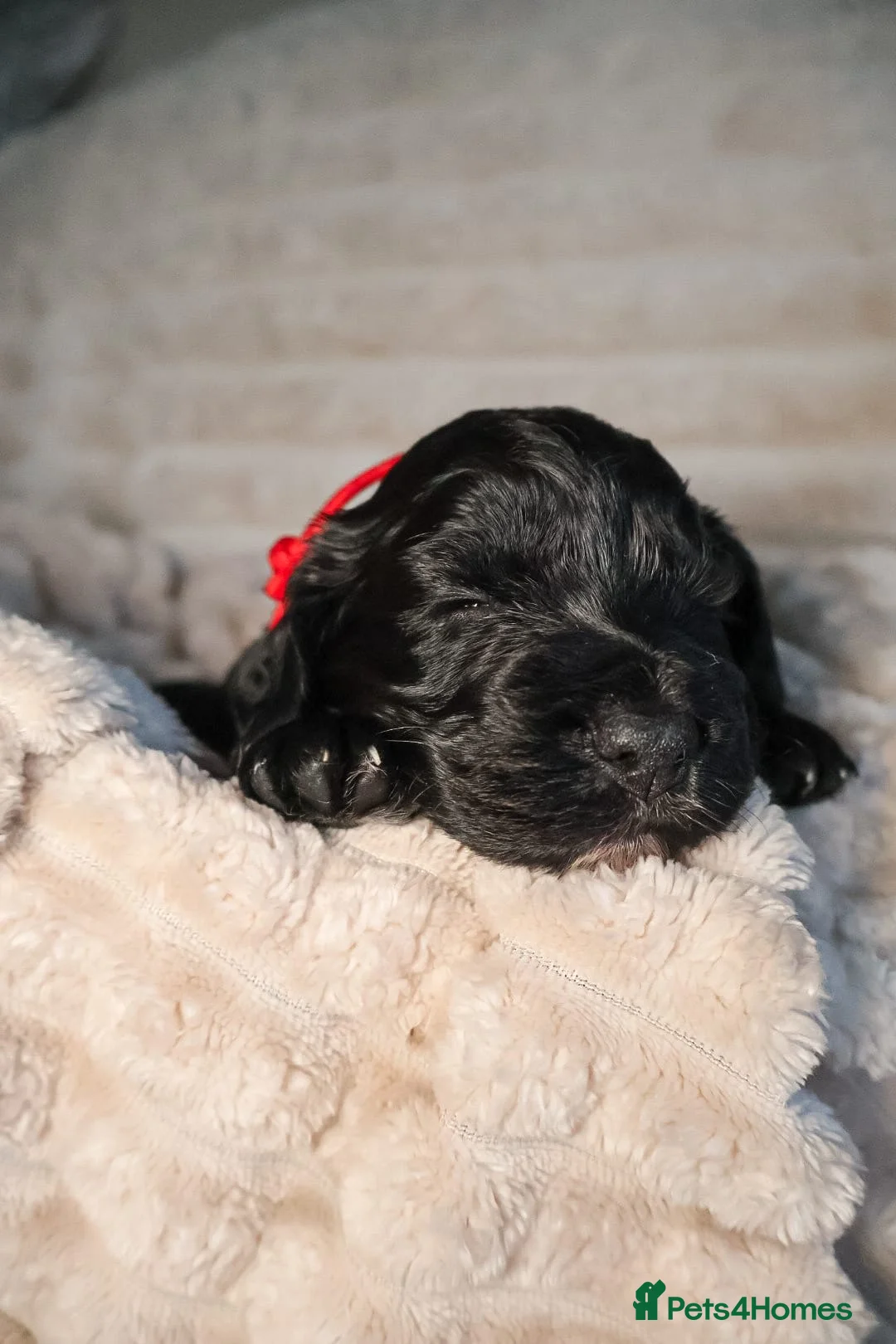 Cocker Spaniel dogs for sale: Cocker Spaniel Puppies - Advert 15
