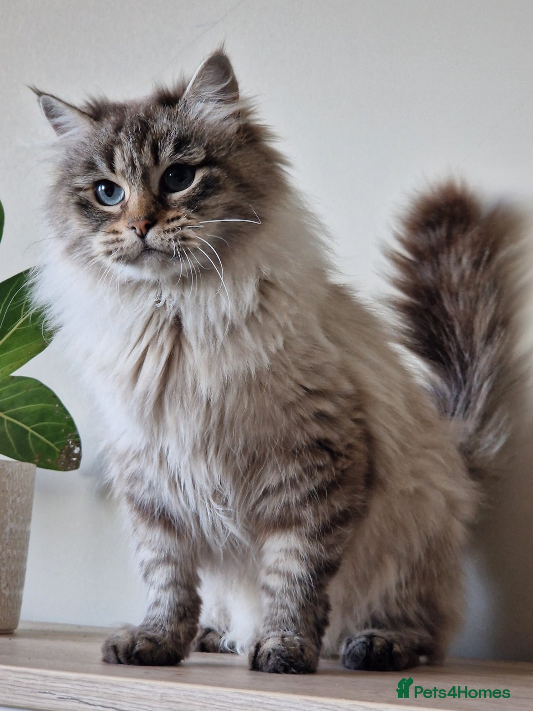 Siberian cats for sale: Blue Eyed Siberian Blue Point Kittens - Advert 19