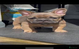 French Bulldog dogs for sale: Teddy bear floodle  - Image 23