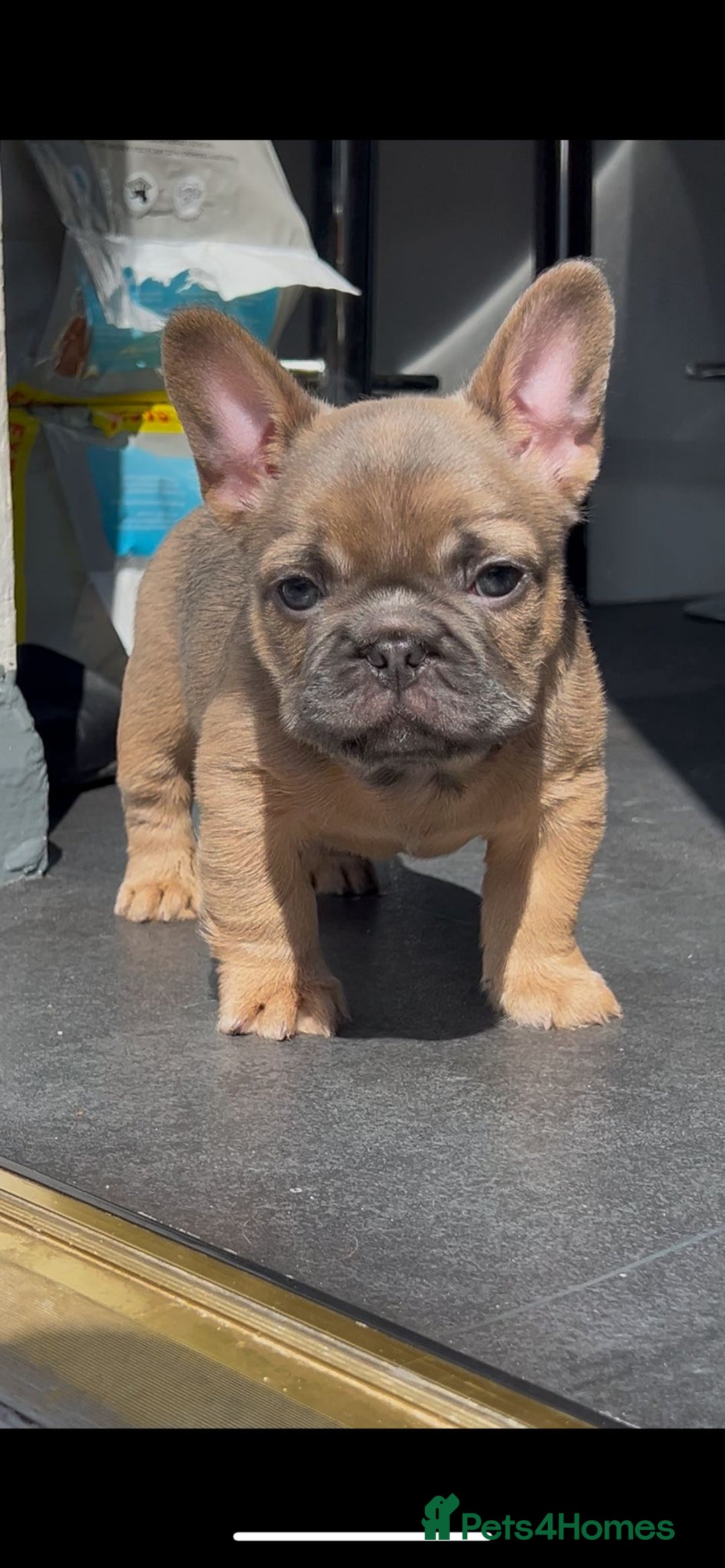French Bulldog dogs for sale: Teddy bear floodle  - Image 23
