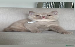 British Shorthair cats for sale: Beautiful BSH  - Image 6