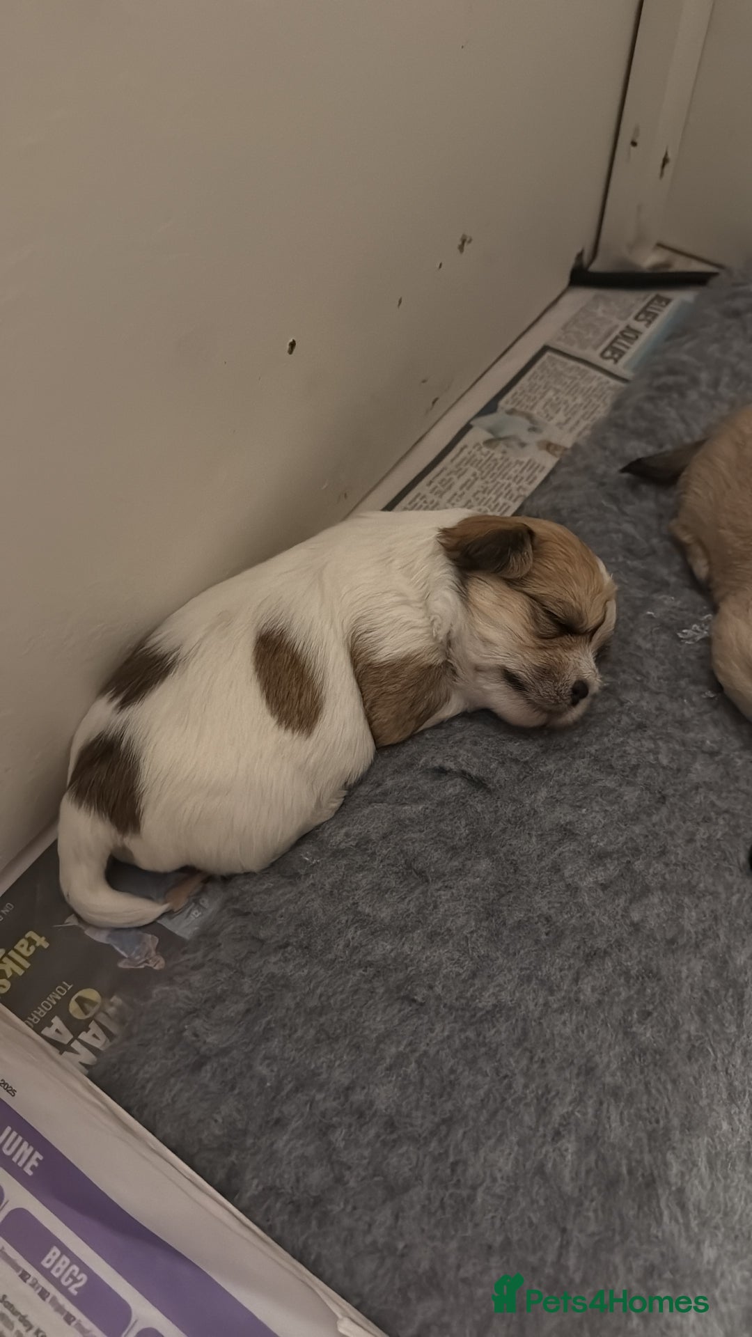 Mixed Breed dogs for sale: Absolutely gorgeous lhatese puppies - Advert 28