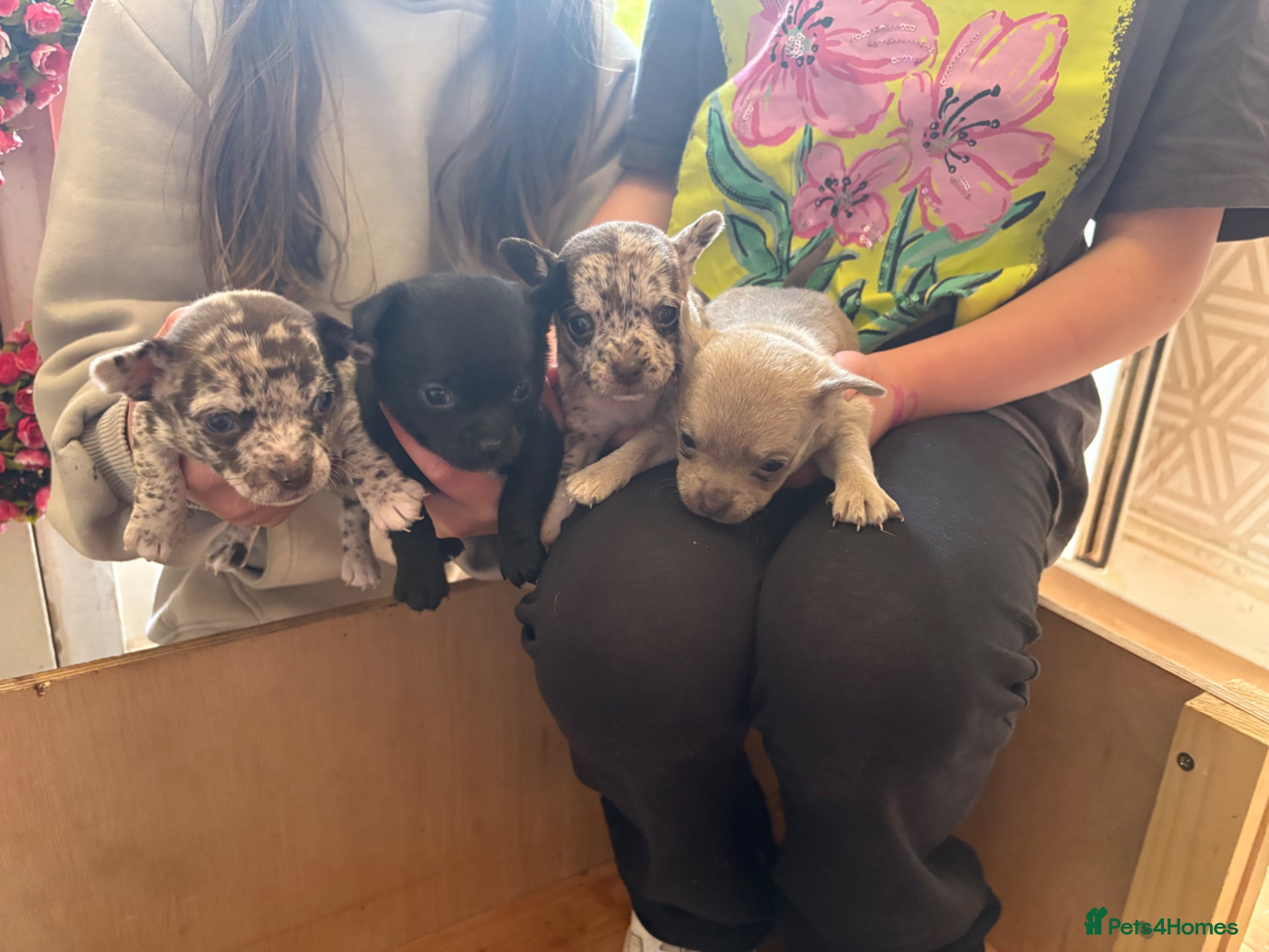 Chihuahua dogs Stunning, rare lilac/ merle/ black chihuahua pups - Advert 3