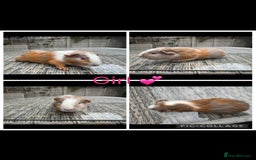 Guinea Pig rodents for sale: only 10 girls left Funky&smooth Guinea pigs - Image 8