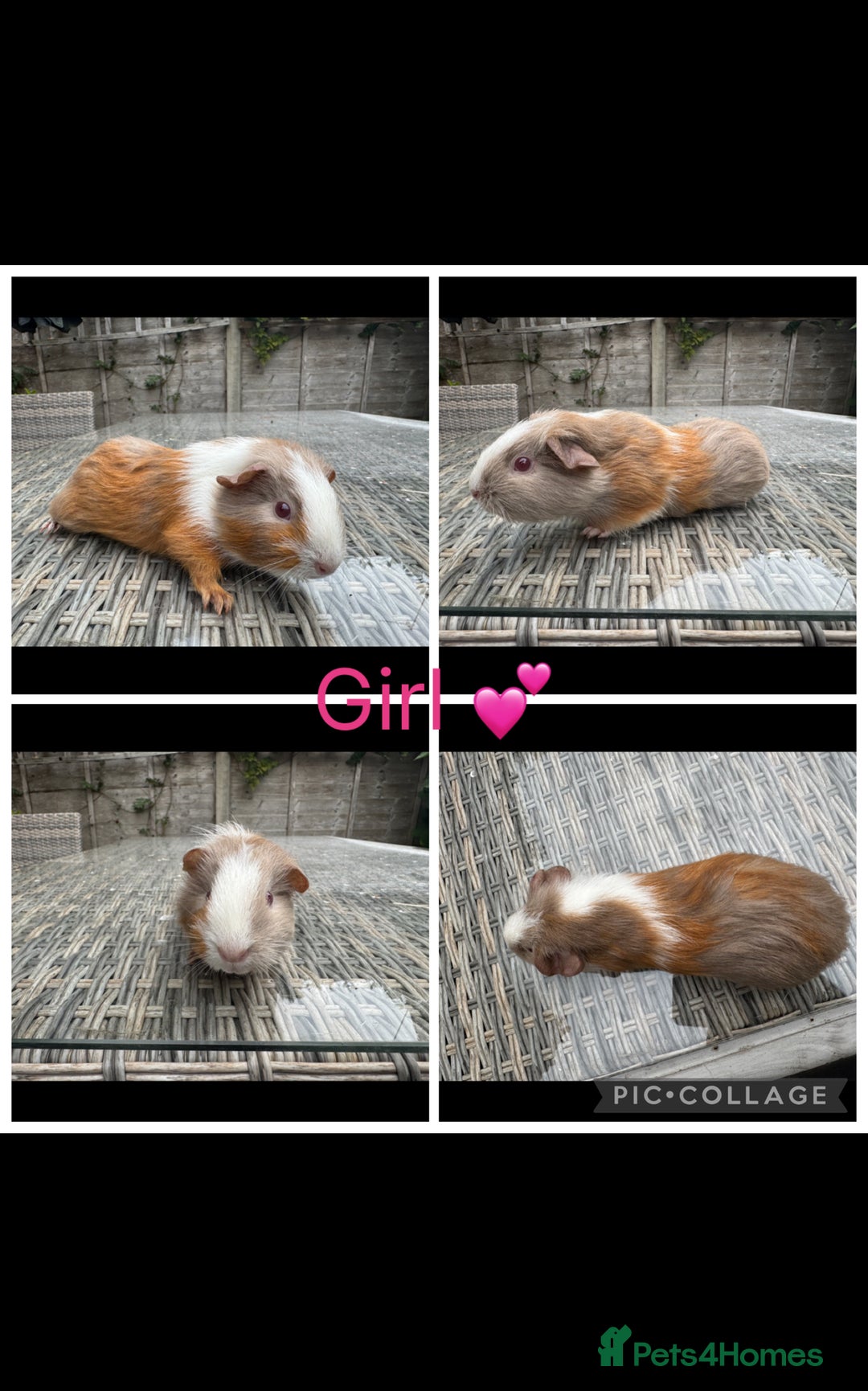 Guinea Pig rodents for sale: only 10 girls left Funky&smooth Guinea pigs - Image 8