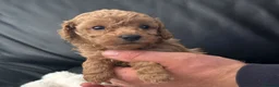 Toy Poodle dogs for sale: Beautiful tiny Toy Poodles  - Advert 4