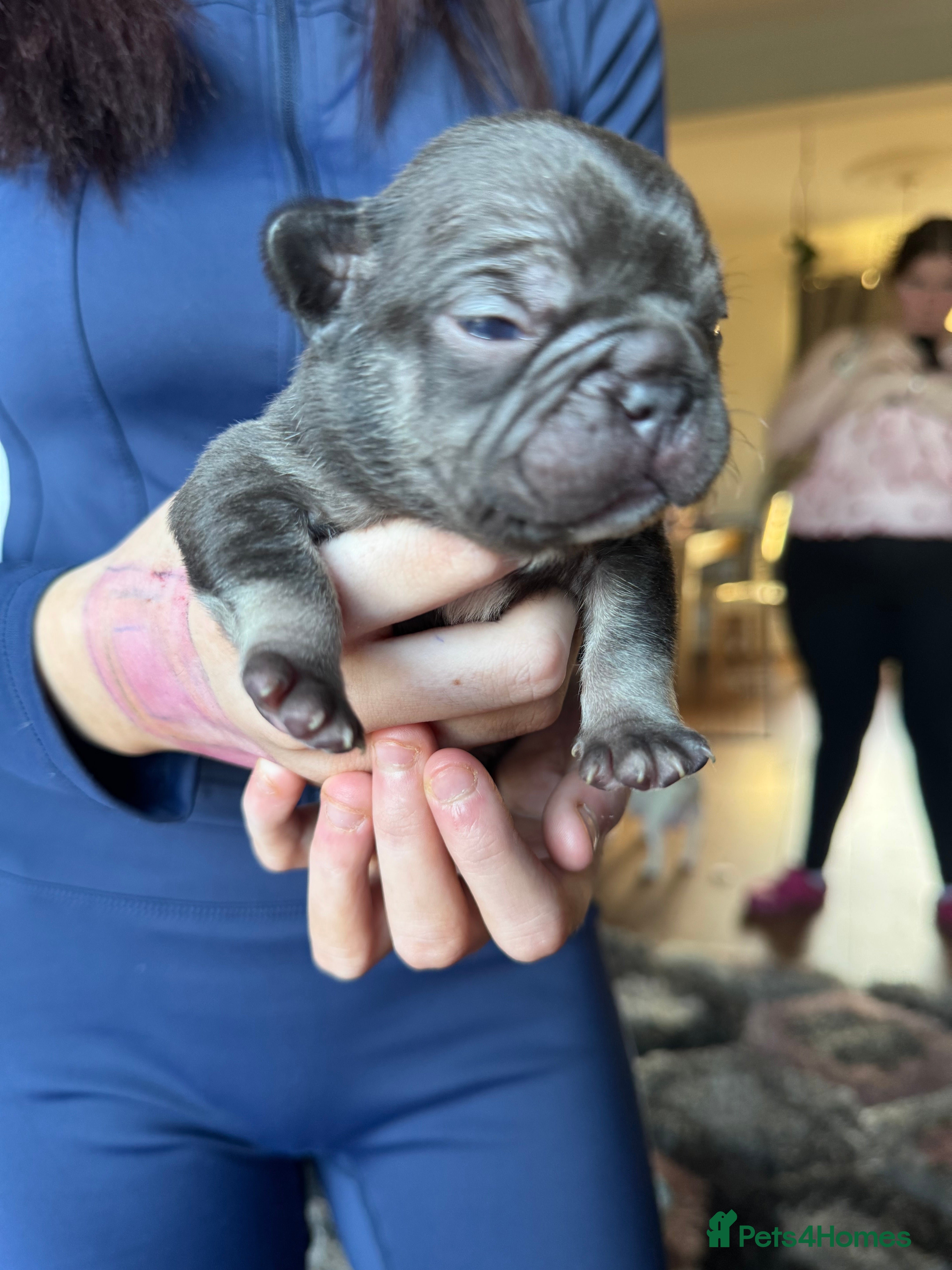 French Bulldog dogs French bulldog puppies  - Advert 14