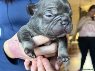 French Bulldog dogs French bulldog puppies - Advert 8