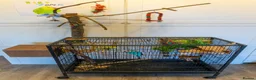 Budgerigars birds for sale: Budgies - Bobbie & Mango in Westbury - Advert 11