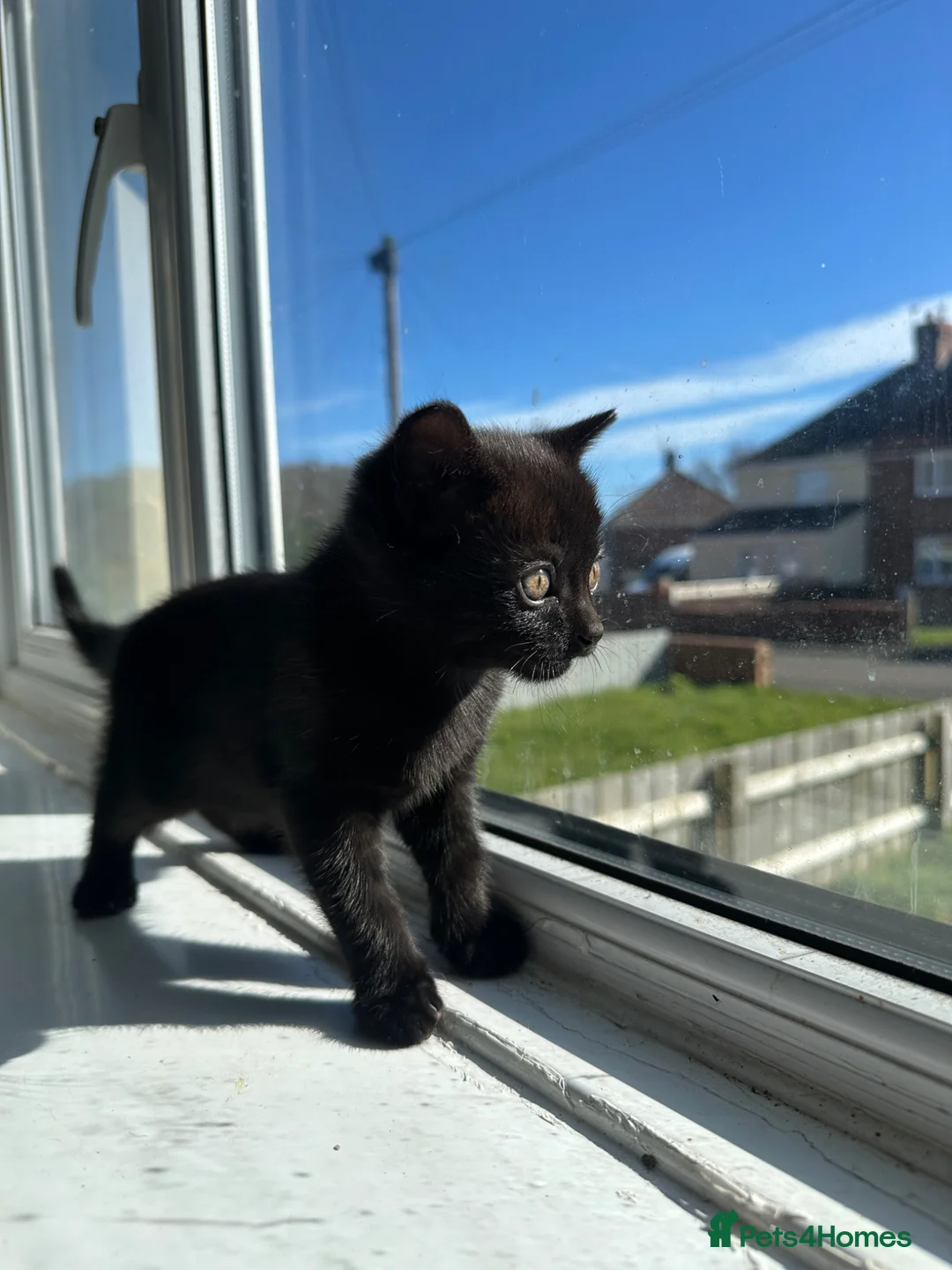Mixed Breed cats for sale: Beautifully black kitten - Advert 2