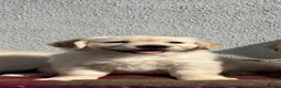 Golden Retriever dogs for sale: Extensively health tested KC reg Holden retrievers - Advert 7