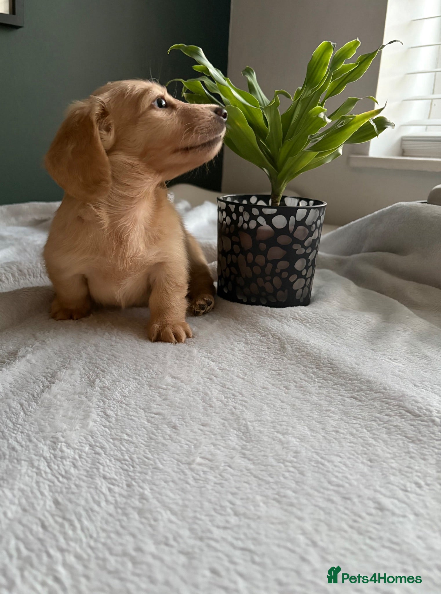 Miniature Dachshund dogs Cream Longhair Miniature Dachshund  - Advert 1