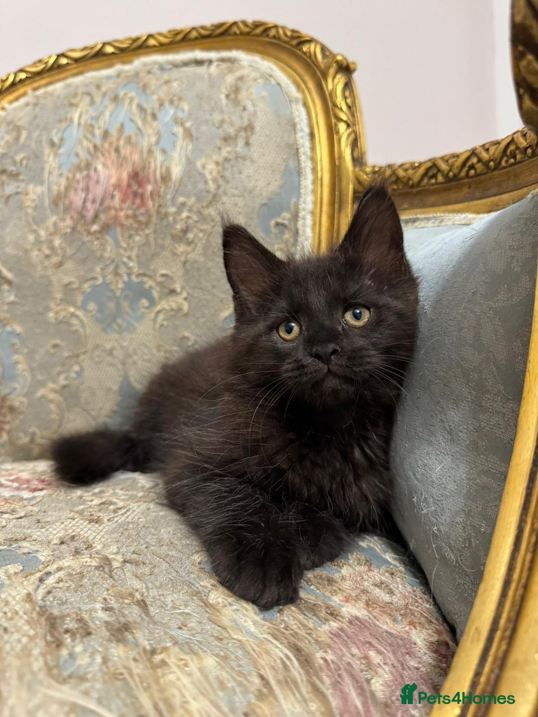 Maine Coon cats for sale: Maine Coon Kittens with Elite Heritage 🌟🌟🌟🌟🌟 - Image 28